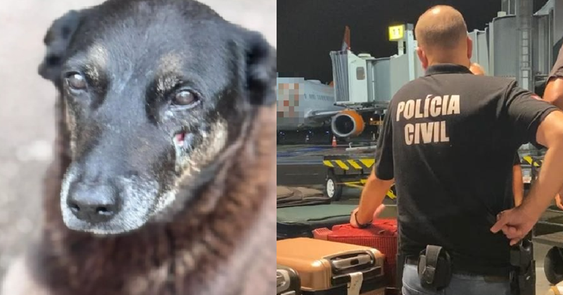 Polícia Civil de SC cumpre mandados no aeroporto após retorno de adolescentes investigados no caso do cão Orelha, em Florianópolis